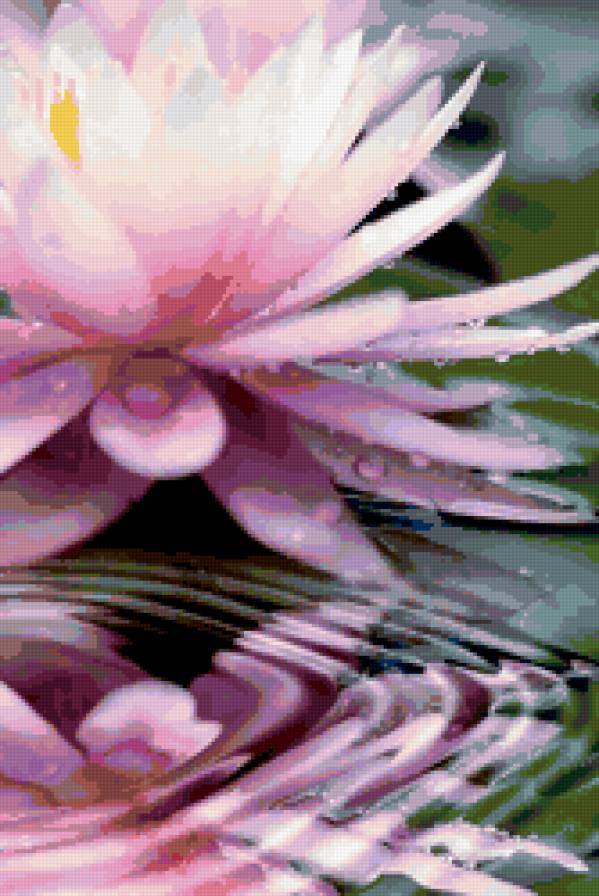 Кувшинка - цветы, кувшинка - предпросмотр