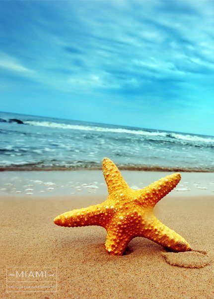 Морская звезда - море, звезда - оригинал