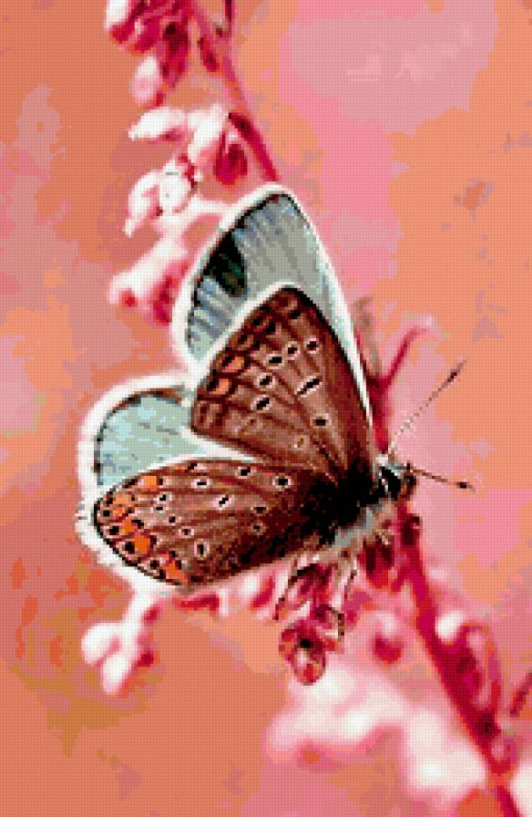 Бабочка - бабочка - предпросмотр