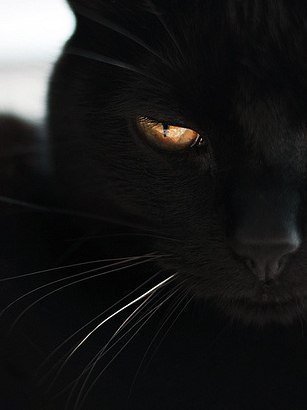 Черный кошак - кошка - оригинал