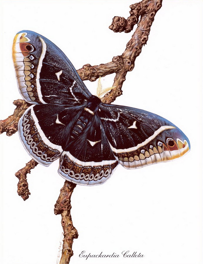 бабочка - волшебный мир - оригинал