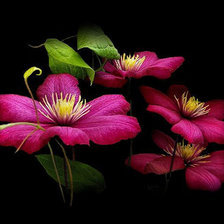 Схема вышивки «цветы»