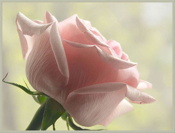 №316389 - оригинал