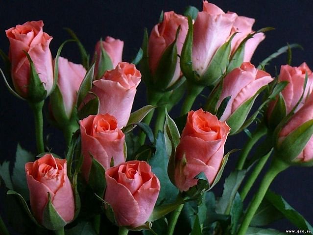 №316393 - оригинал