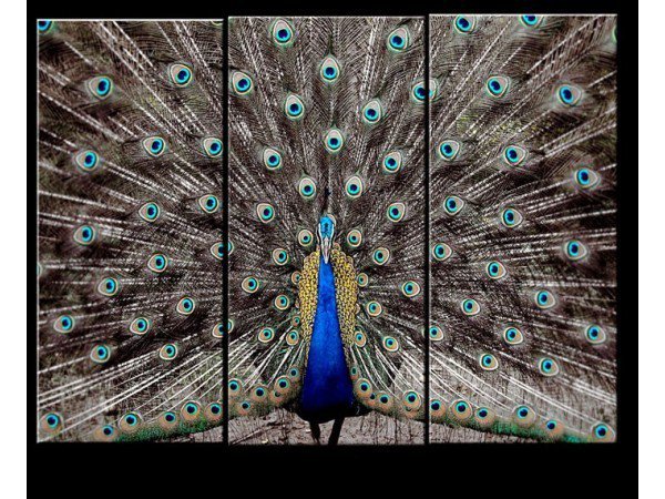 фазан - оригинал