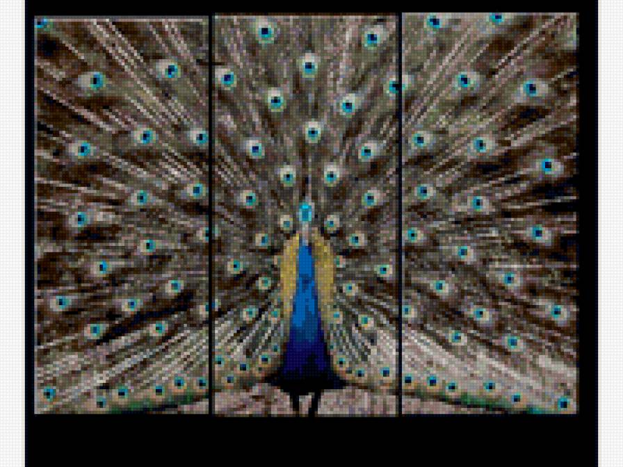 фазан - предпросмотр