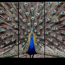 Схема вышивки «фазан»