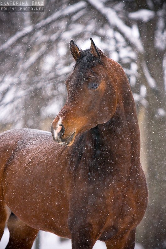 лошадка - лошадь, природа, зима, животные - оригинал