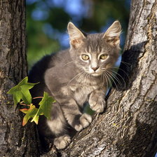 Схема вышивки «серия "кошки"»