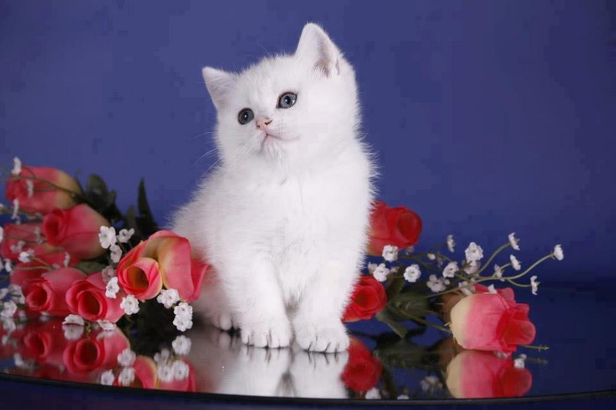 серия "кошки" - кошка - оригинал