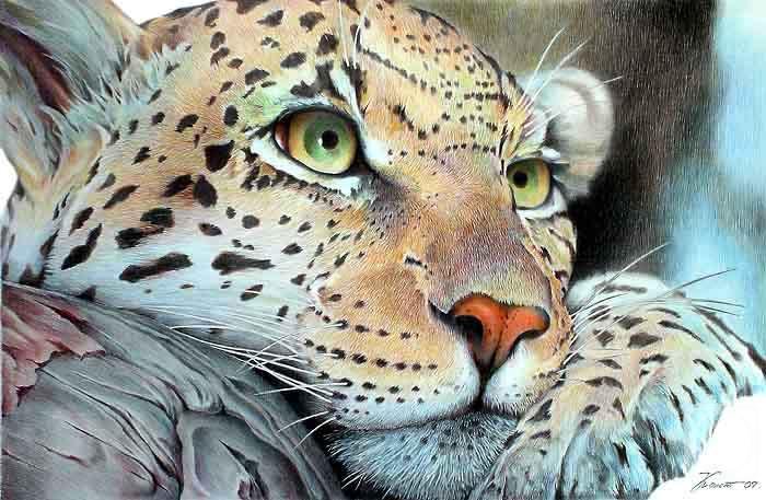 леопард - природа, животные - оригинал