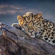 Схема вышивки «леопард»