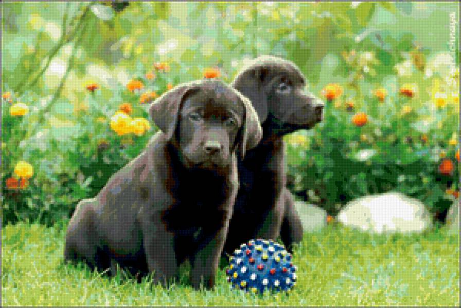 Милые щеночки)) - щеночки, собачки, дружба, животные - предпросмотр