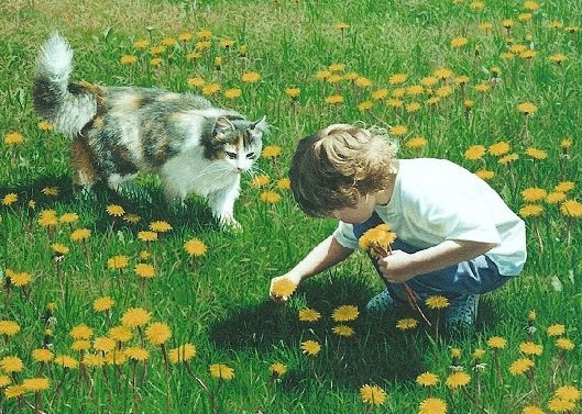 Ребетёнок играет с кошечкой) - кошечка, животные, ребенок, кошка, цветы - оригинал
