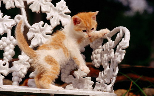 Маленький маленький котёночек))) - животные, котенок - оригинал