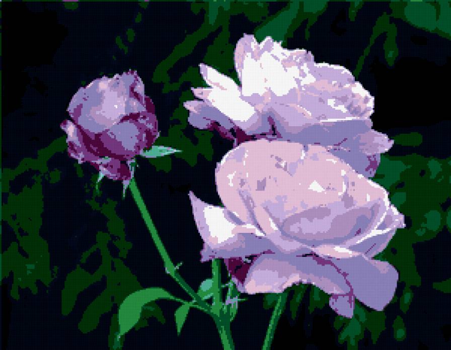 розы - предпросмотр