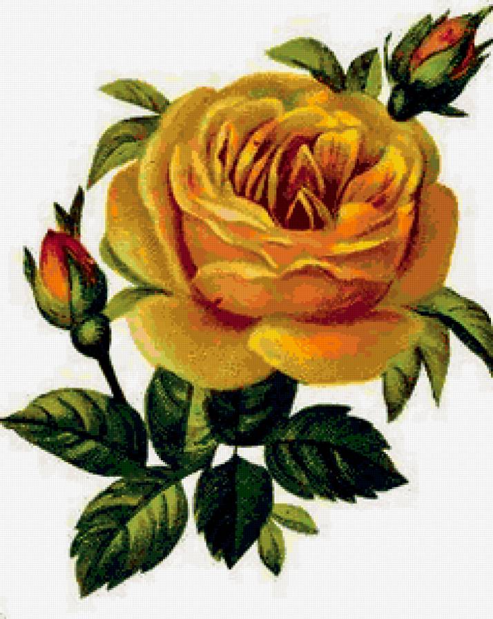 Роза желтая - цветок для тебя, роза - предпросмотр