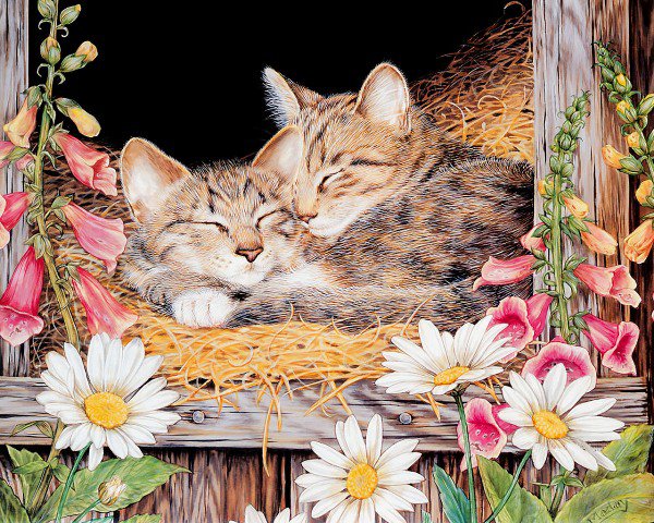 сладкий сон - кошки, цветы - оригинал