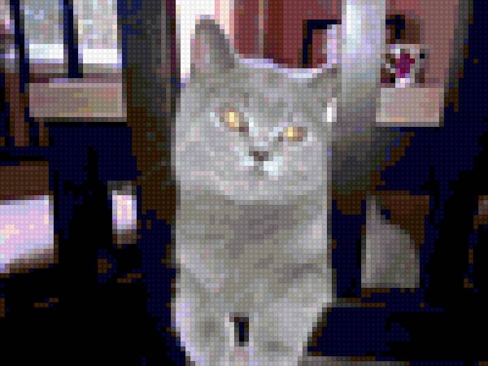 котя - предпросмотр