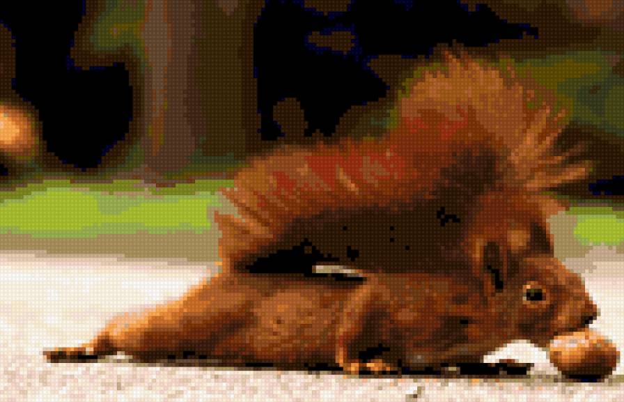 белка и орех - предпросмотр