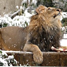 Схема вышивки «лев в снегу»