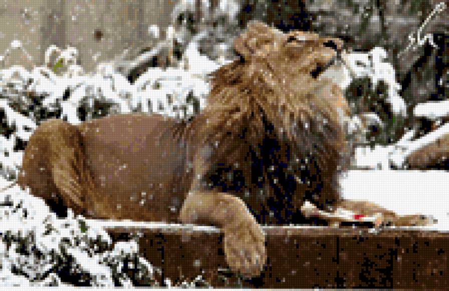 лев в снегу - предпросмотр
