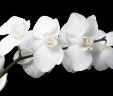 Схема вышивки «орхідея»