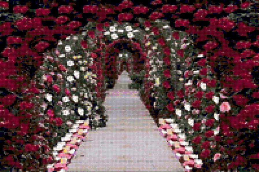 Аллея роз - аллея, цветы, арка, розы - предпросмотр