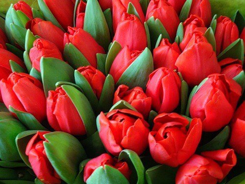 №317747 - цветы, красный, тюльпаны, букет, картина - оригинал