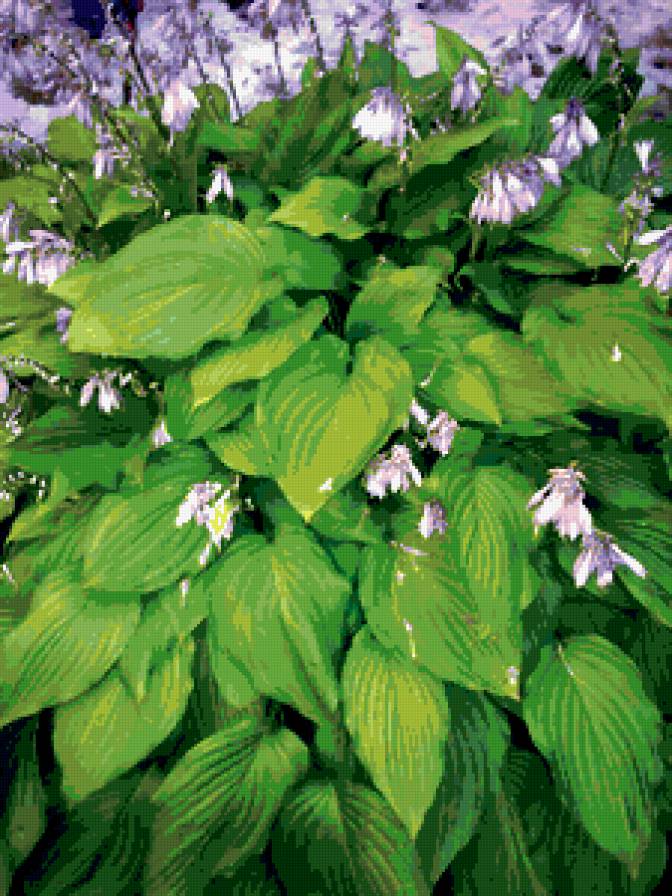 №317757 - картина, цветы - предпросмотр