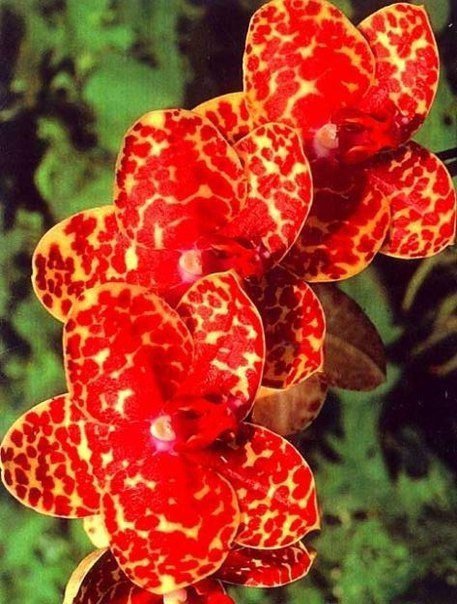 №317796 - цветы, красный, картина - оригинал