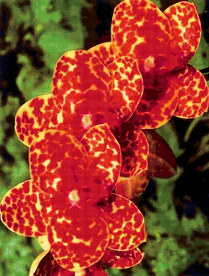 №317796 - красный, цветы, картина - предпросмотр