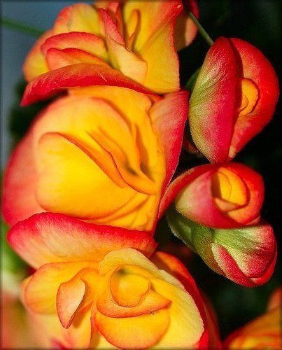 №317797 - картина, цветы - оригинал