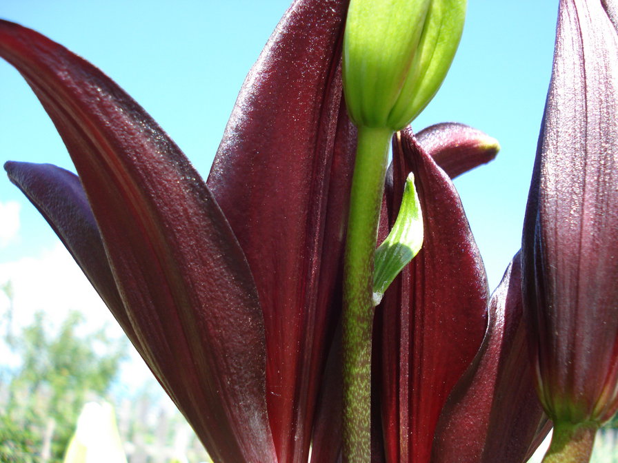 Лилии - лилии, цветы - оригинал