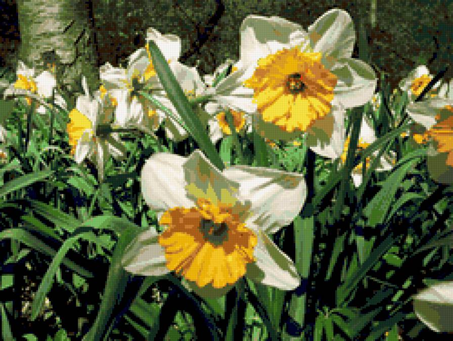 нарциссы - нарциссы, цветы - предпросмотр
