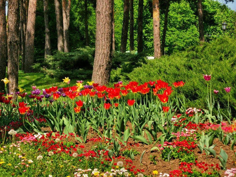 №317899 - деревья, природа, цветы, весна - оригинал