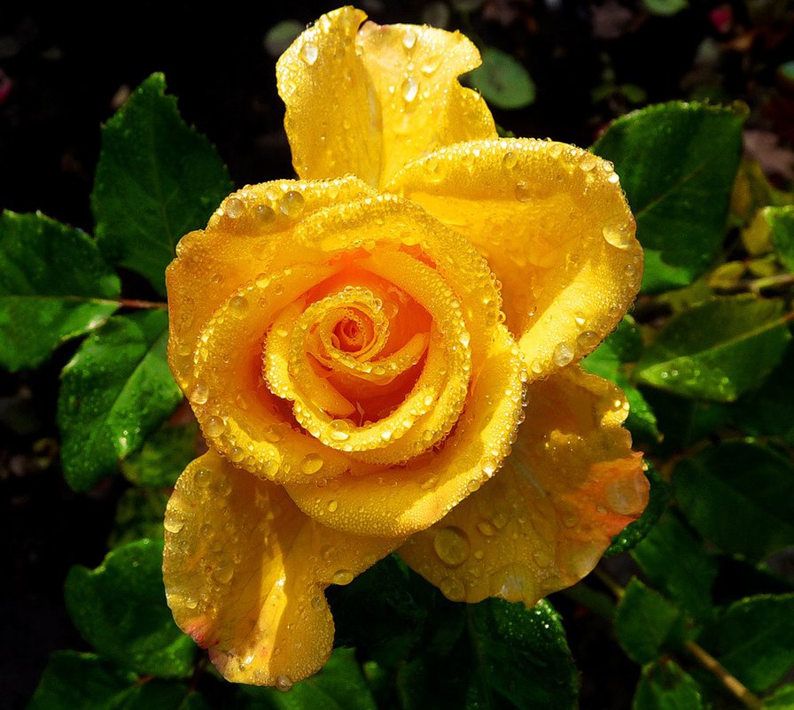 роза в росе - цветы, цветок, роса, розы, роза, капли - оригинал
