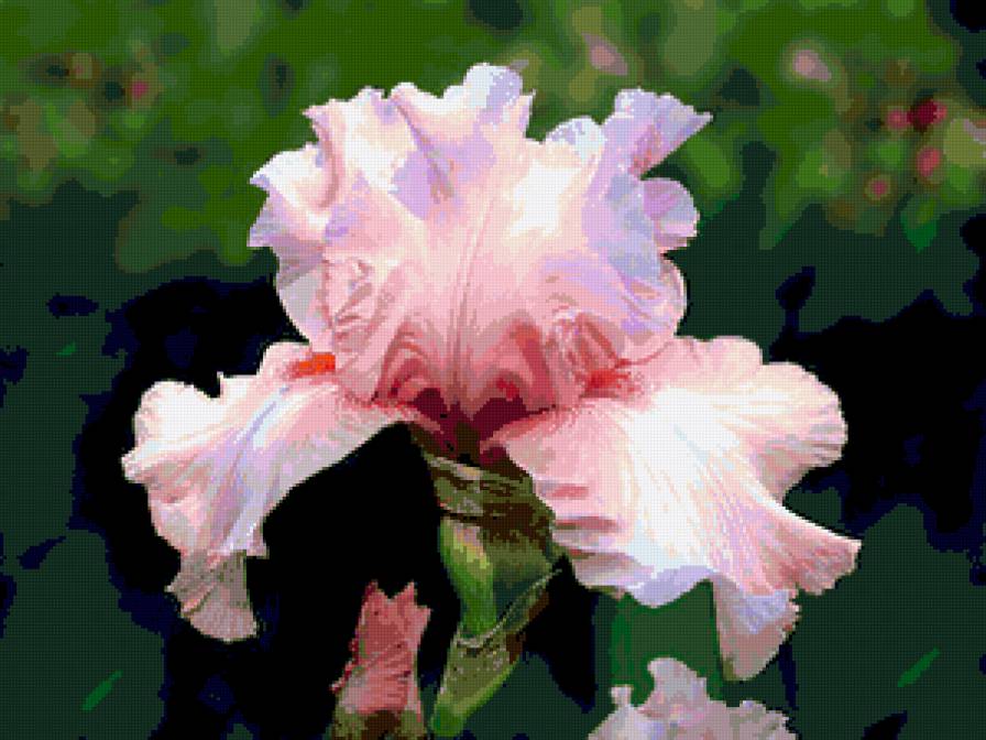 ирисы - ирисы, цветы, цветок - предпросмотр