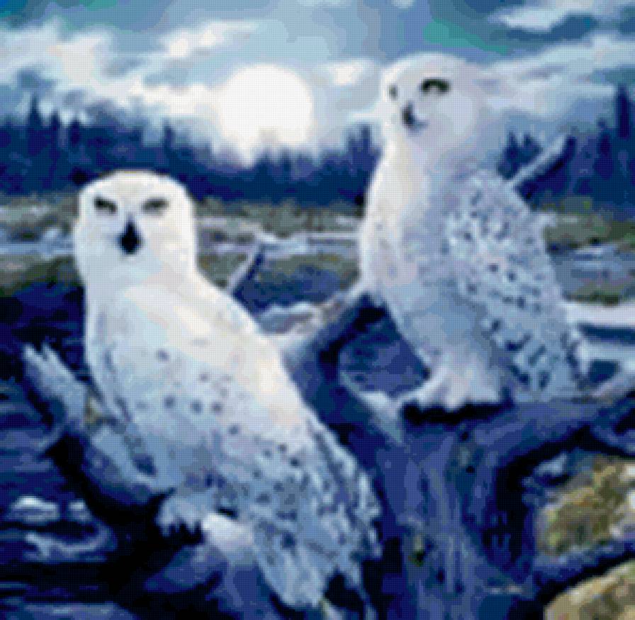 совы и луна - совы, луна, природа, птицы - предпросмотр