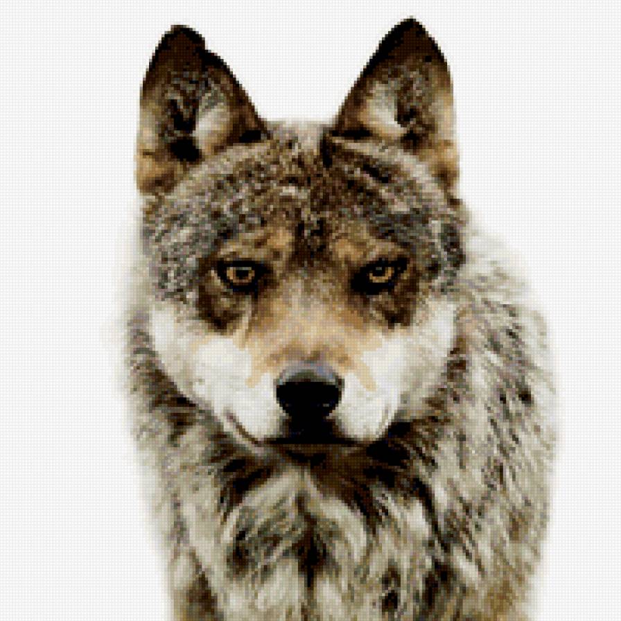 волк - животные - предпросмотр