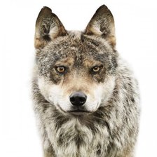 Схема вышивки «волк»