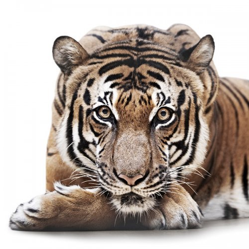 тигр - животные - оригинал