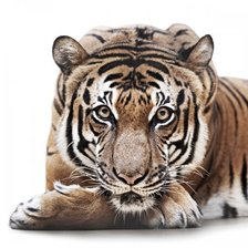 Схема вышивки «тигр»