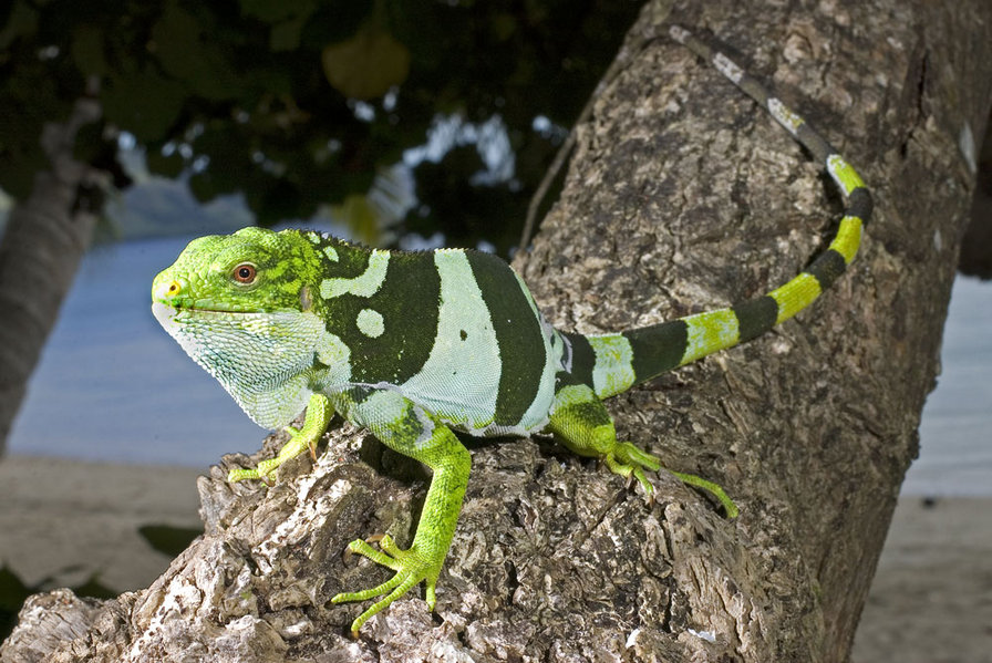 игуана - ящерицы, животные - оригинал