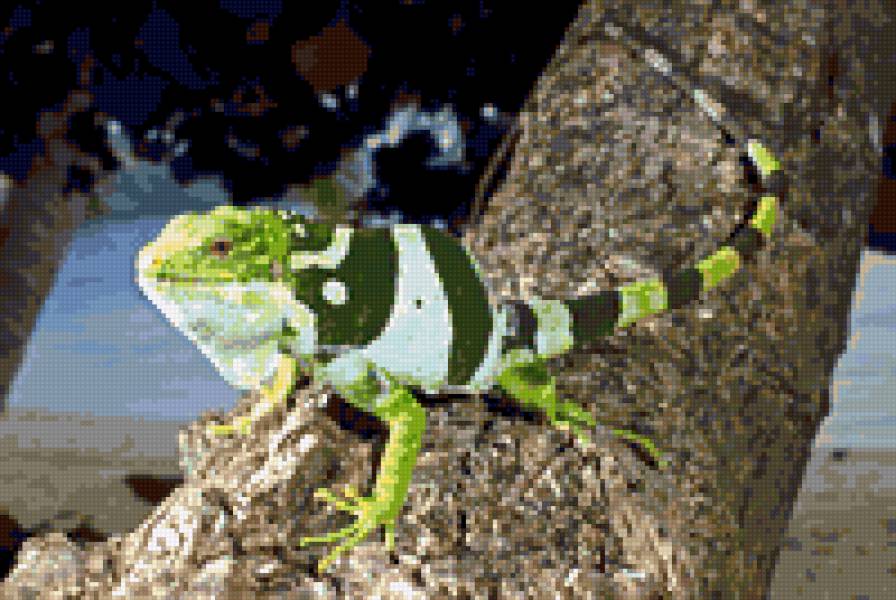 игуана - животные, ящерицы - предпросмотр