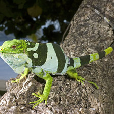 Схема вышивки «игуана»