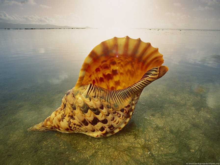 Морская раковина - природа - оригинал