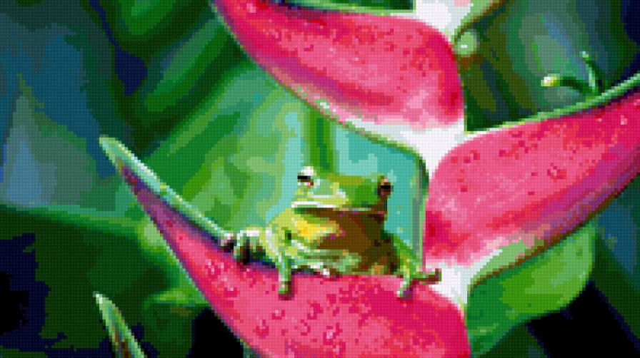 лягушка - животные - предпросмотр