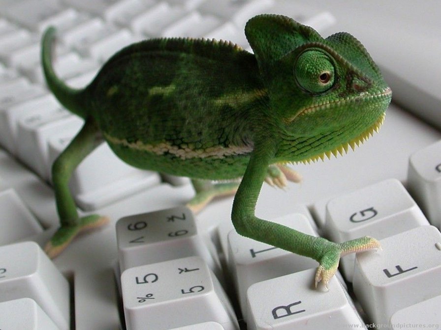 игуана - животные, ящерицы - оригинал