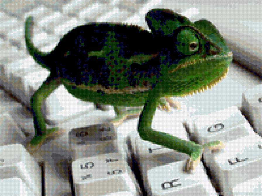 игуана - ящерицы, животные - предпросмотр